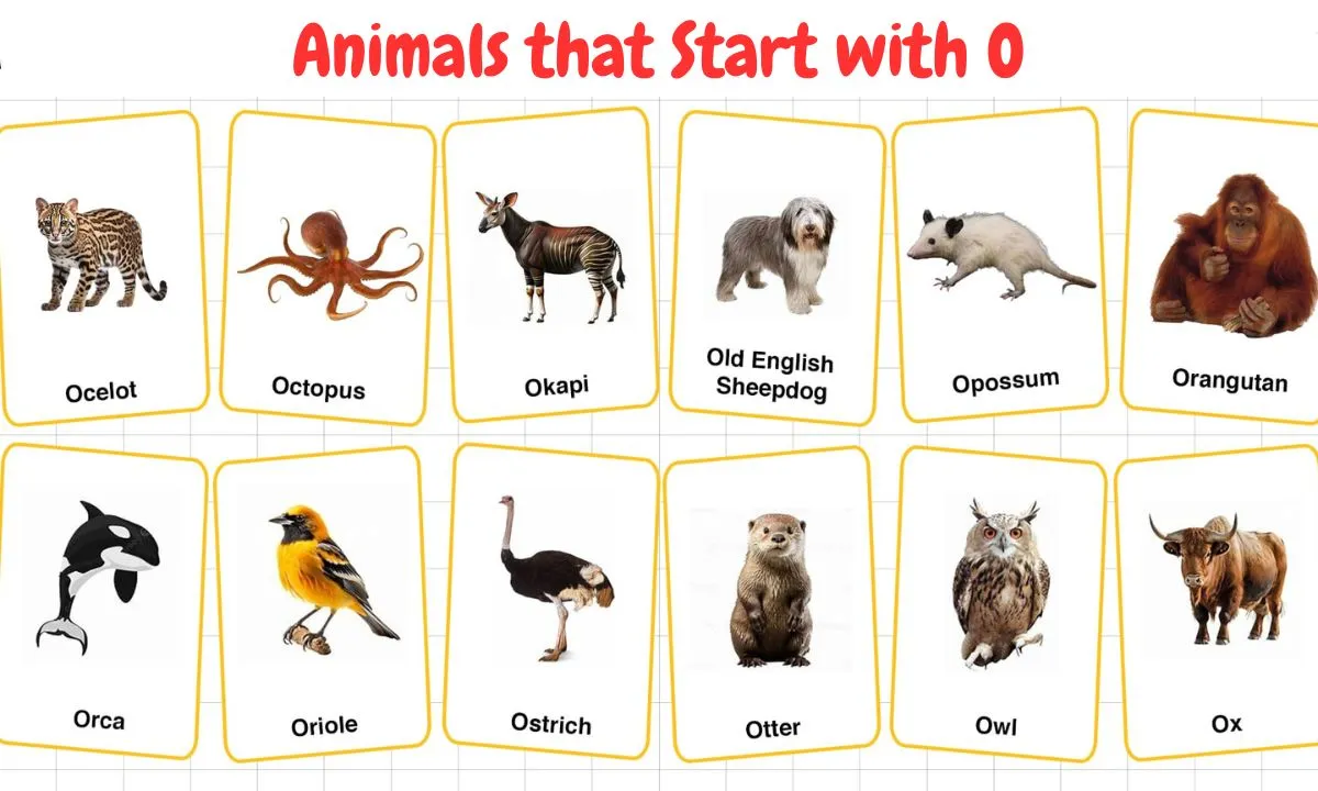 Animals That start with o