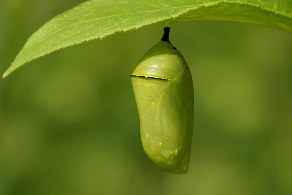 about butterflies for kids